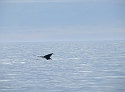 88 Diving Whale 2